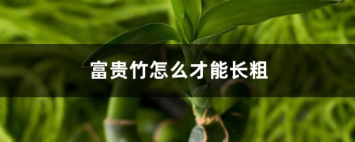 土培富贵竹怎么才能长粗，水培富贵竹怎么养才能粗壮