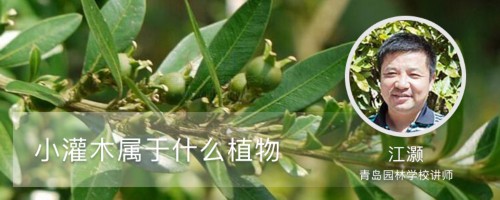 小灌木属于什么植物