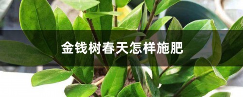 金钱树春天怎样施肥