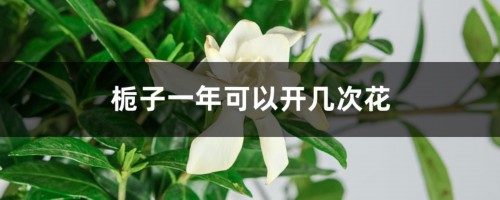 栀子一年可以开几次花