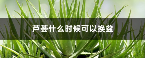 芦荟什么时候可以换盆