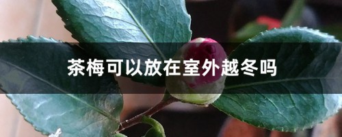 茶梅可以放在室外越冬吗